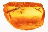 Fossil Winged Aphid (Hemiptera) In Baltic Amber #275693-1